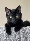 adoptable Cat in Franklin, TN named KITTEN PRINCESS PEPPER