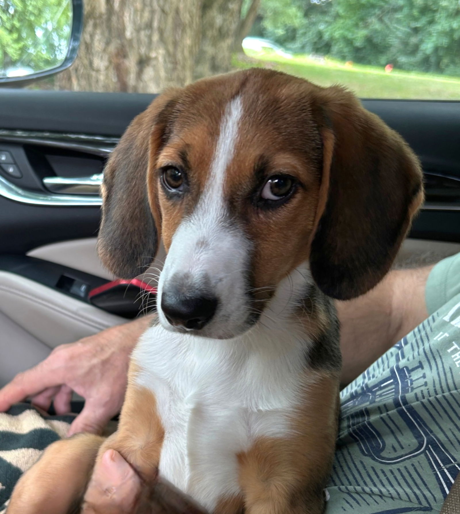 adoptable Dog in Franklin, TN named PUPPY ELVIS-FOSTER OR ADOPTER NEEDED!