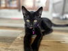 adoptable Cat in Franklin, TN named KITTEN MISSY