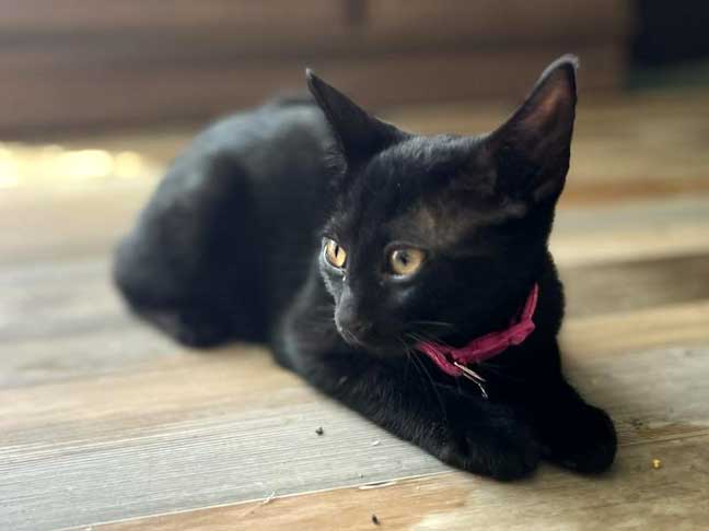 adoptable Cat in Franklin, TN named KITTEN AMARA