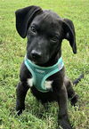 adoptable Dog in Franklin, TN named PUPPY JUNIPER