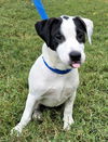 adoptable Dog in Franklin, TN named PUPPY ZINNIA