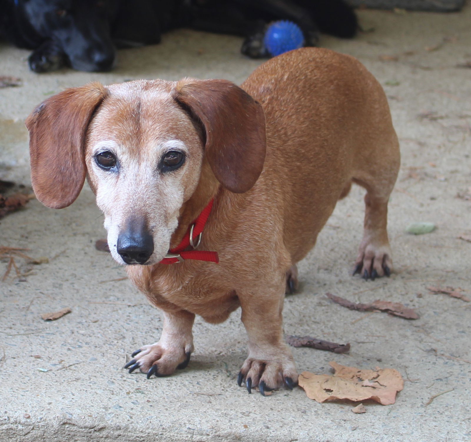 adoptable Dog in Franklin, TN named CHARLIE CHAPLIN SOS