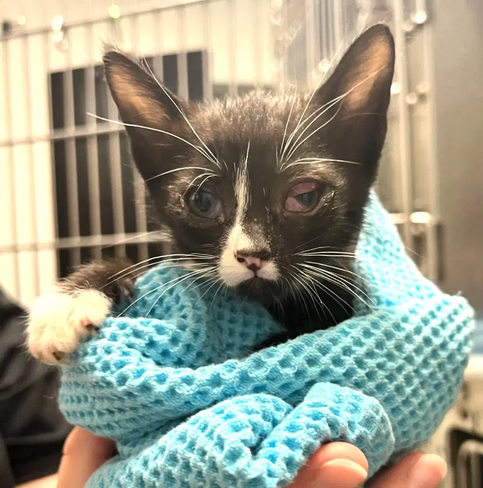 Kitten Fosters Desperately Needed image 2