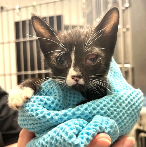 KITTEN FOSTERS DESPERATELY NEEDED - Domestic Short Hair available for adoption