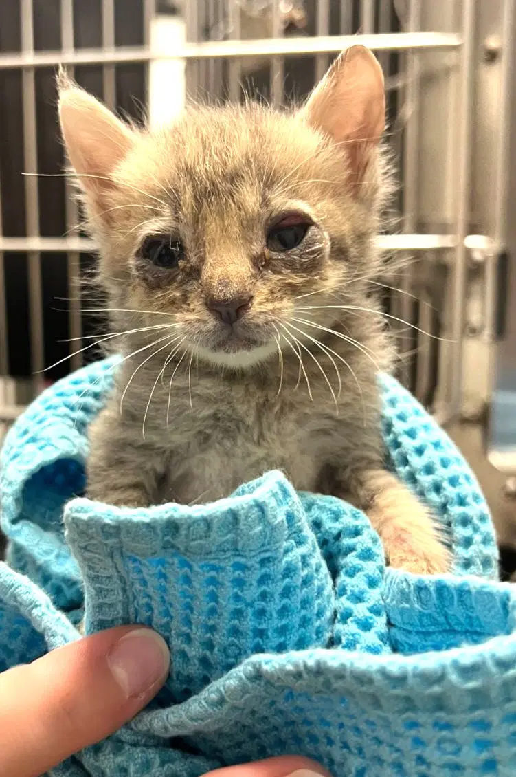Kitten Fosters Desperately Needed image 3