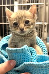 KITTEN FOSTERS DESPERATELY NEEDED - Photo 3