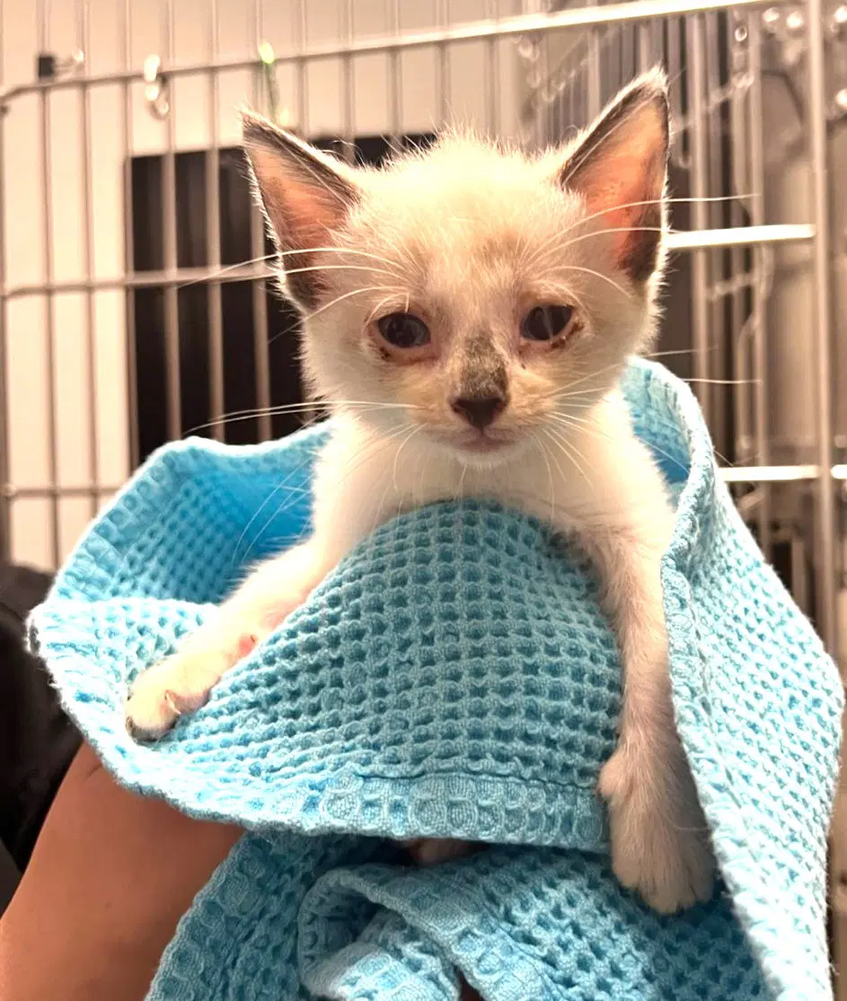 Kitten Fosters Desperately Needed - Domestic Short Hair