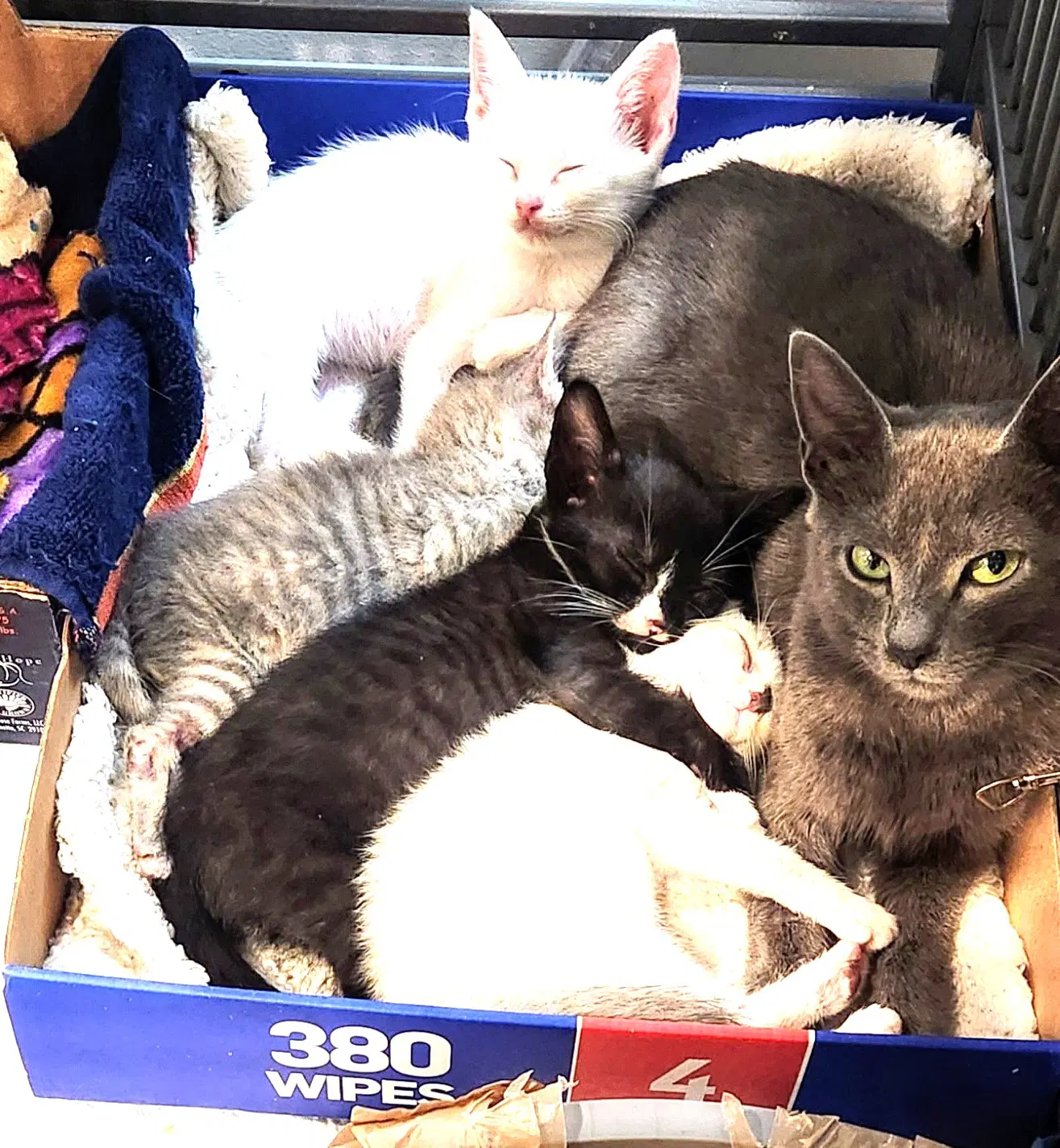 Kitten Fosters Desperately Needed image 4