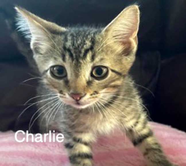 adoptable Cat in Franklin, TN named KITTEN CHARLIE GRAY