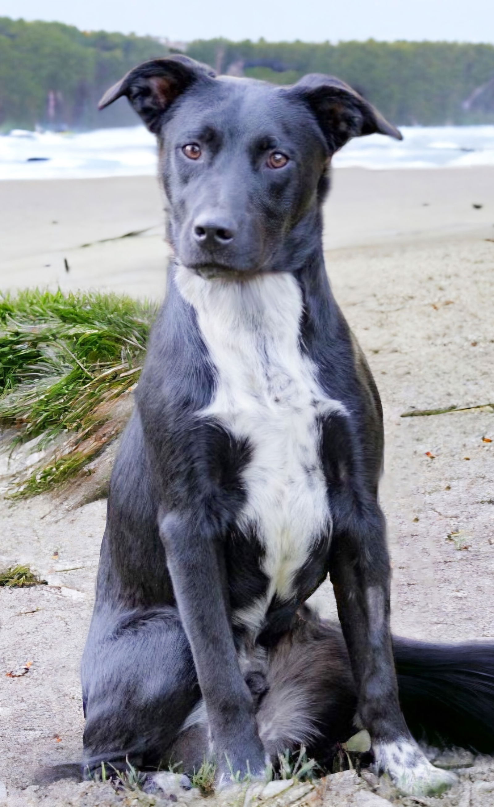 adoptable Dog in Franklin, TN named STEVIE