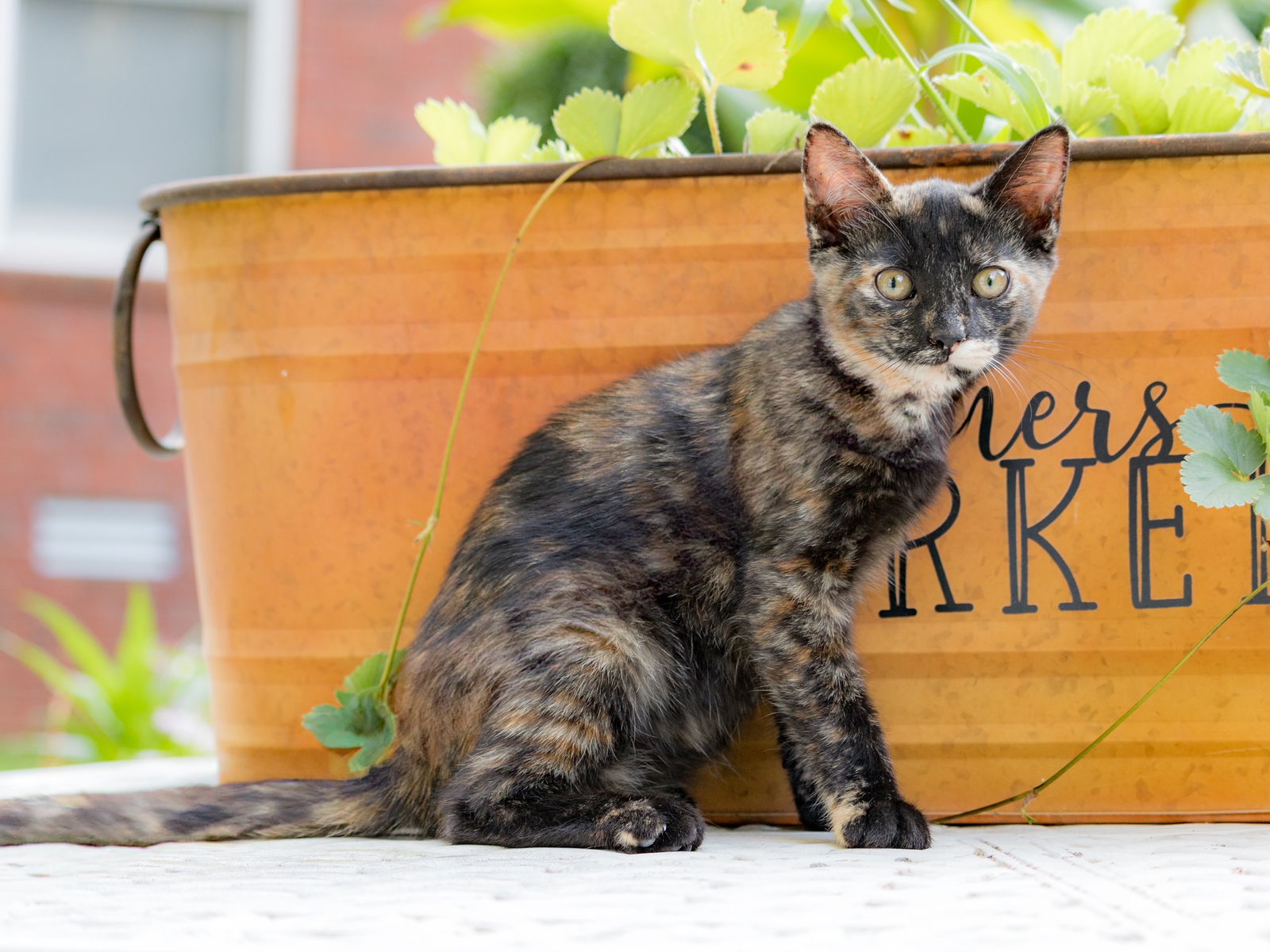 adoptable Cat in Franklin, TN named KITTEN BRANDY