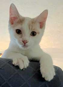 adoptable Cat in Franklin, TN named KITTEN TEDDY