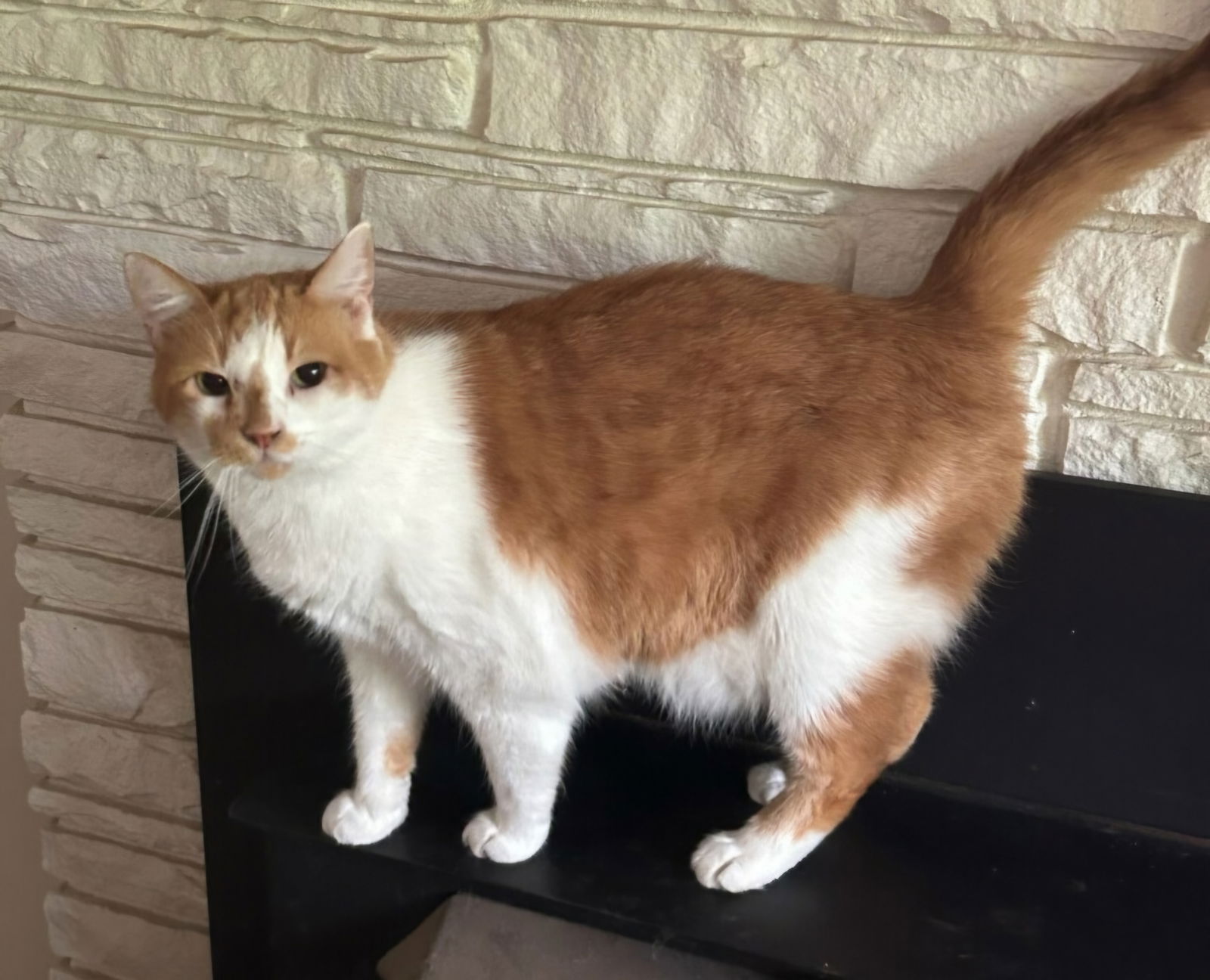 adoptable Cat in Franklin, TN named THEODORE