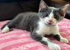 adoptable Cat in Franklin, TN named KITTEN ALFIE