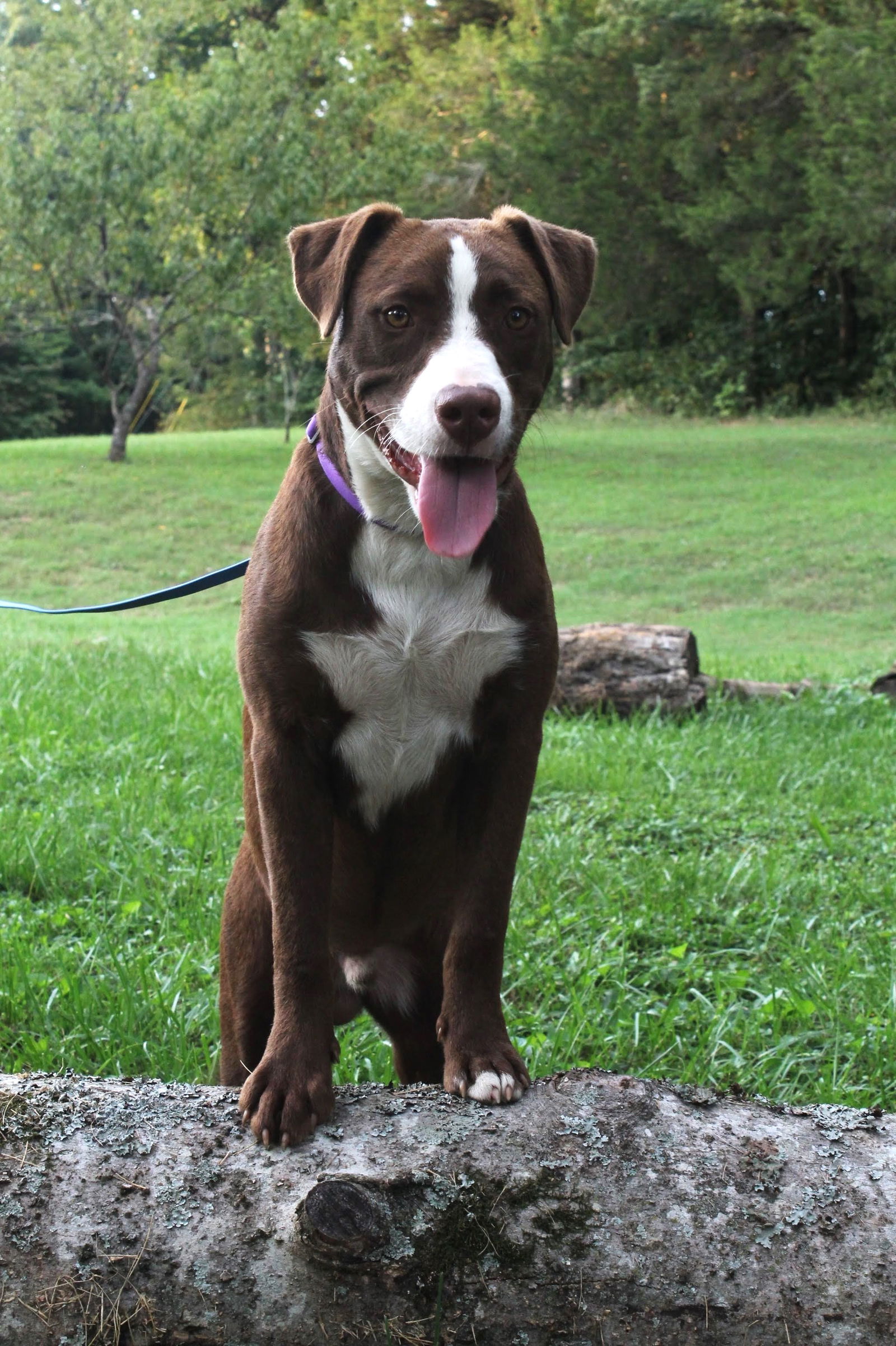 adoptable Dog in Franklin, TN named HAPPY HANK