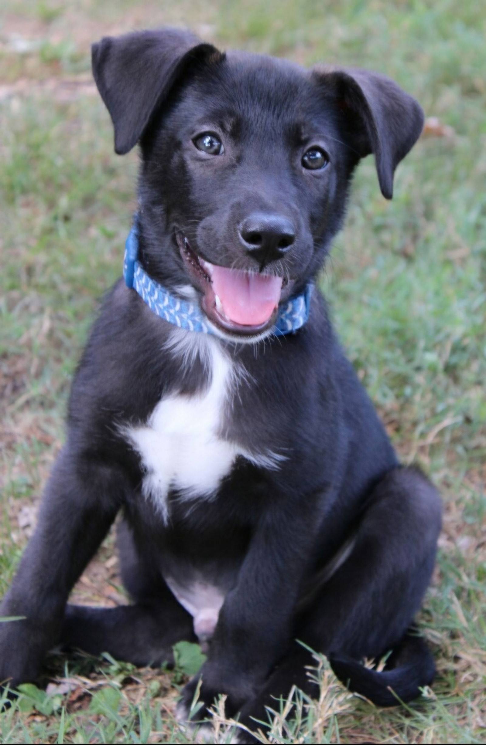 adoptable Dog in Franklin, TN named PUPPY WALLY