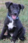 adoptable Dog in  named PUPPY WALLY