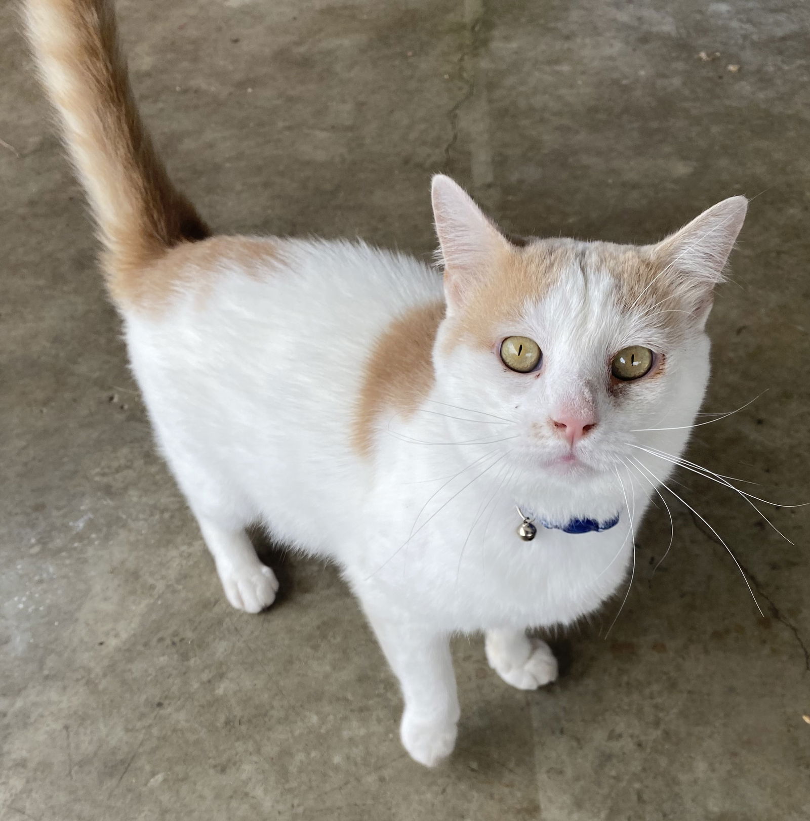 adoptable Cat in Franklin, TN named FELIX-FOSTER NEEDED