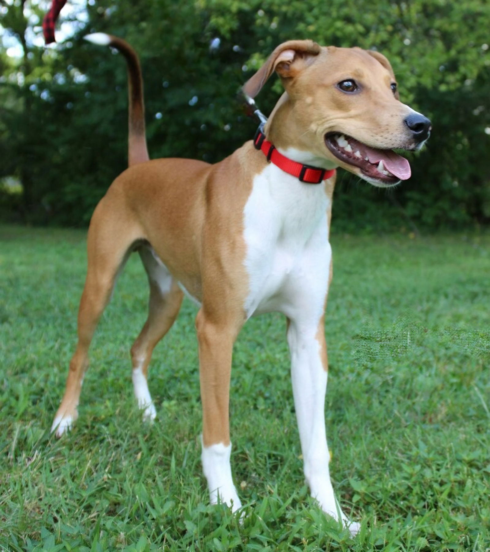 adoptable Dog in Franklin, TN named PUPPY BOOTS