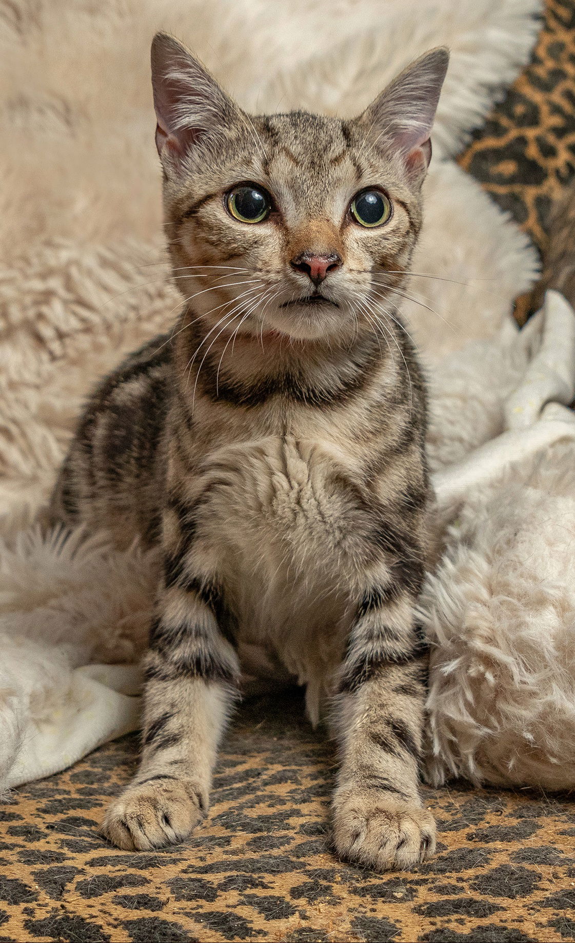 adoptable Cat in Franklin, TN named KITTEN ELVIS