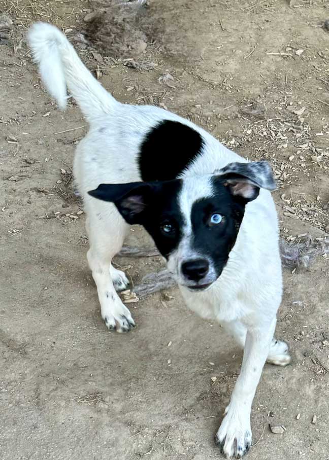 adoptable Dog in Franklin, TN named PUPPY EMMALEIGH