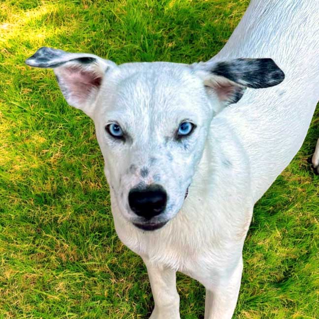 adoptable Dog in Franklin, TN named PUPPY CALISTA