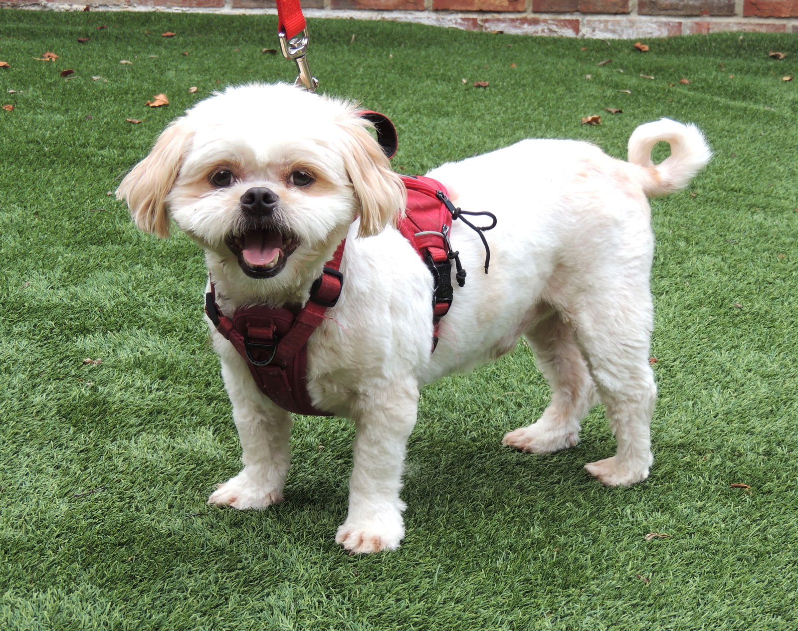 adoptable Dog in Franklin, TN named CASPER