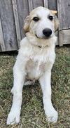 adoptable Dog in , TN named PUPPY MERLIN