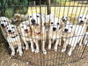 adoptable Dog in , TN named 11 GREAT PYR PUPPIES NEED HELP!