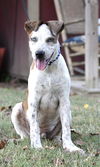 adoptable Dog in , TN named PUPPY PAULEY