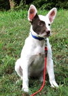 adoptable Dog in , TN named PUPPY ALICE