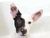 adoptable Dog in Franklin, TN named PUPPY ALICE