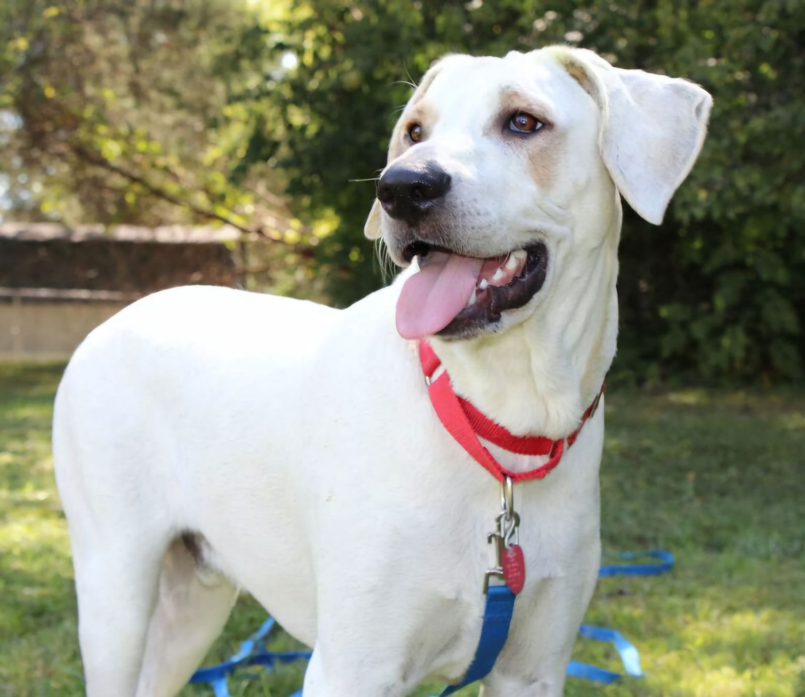 adoptable Dog in Franklin, TN named OLLIE