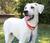 adoptable Dog in , TN named OLLIE