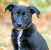 adoptable Dog in , TN named PUPPY MARTA