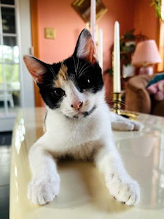 adoptable Cat in Franklin, TN named KITTEN KOYIA