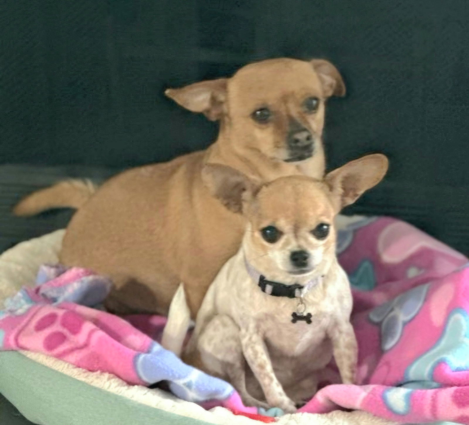 adoptable Dog in Franklin, TN named BONDED TEACUP CHIHUAHUAS