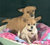 adoptable Dog in , TN named BONDED TEACUP CHIHUAHUAS