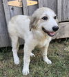 adoptable Dog in Franklin, TN named PUPPY MAGGIE