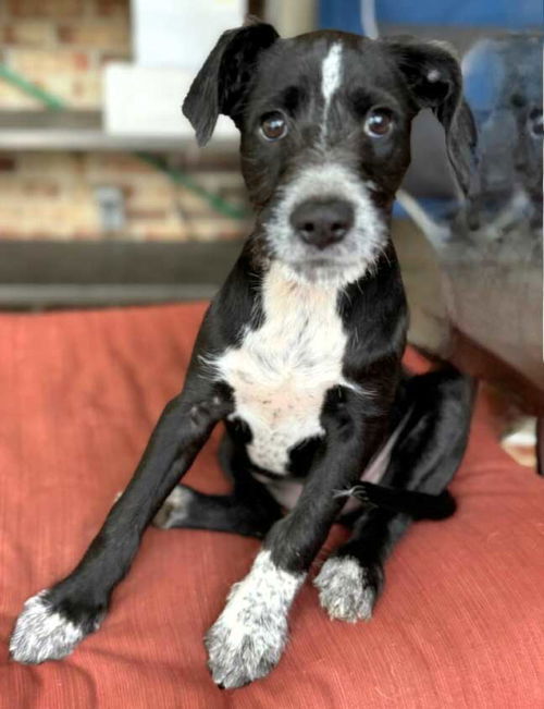 adoptable Dog in Franklin, TN named PUPPY NOVA LYNN