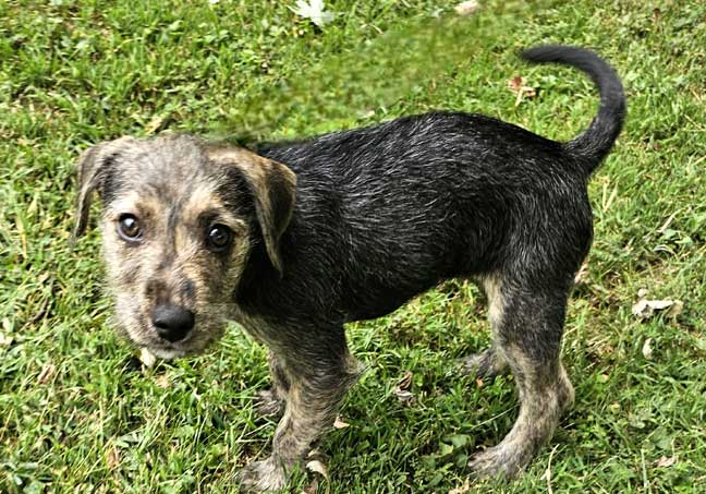 adoptable Dog in Franklin, TN named PUPPY COOKIE