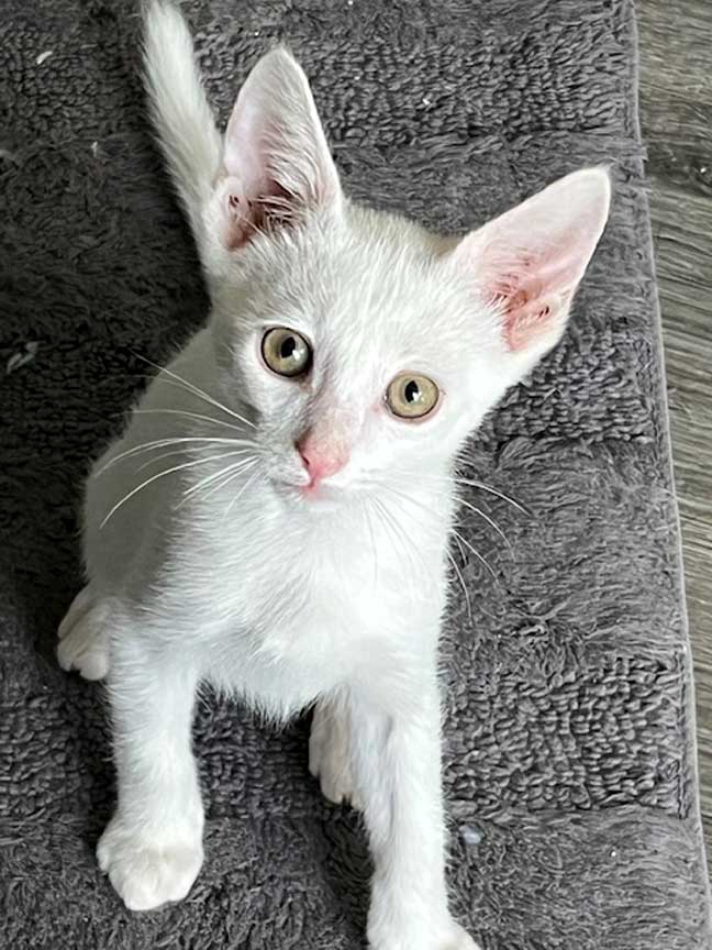 adoptable Cat in Franklin, TN named KITTEN COMET