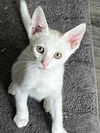 adoptable Cat in , TN named KITTEN COMET