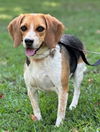 adoptable Dog in , TN named GRETCHEN - HAPPY GIRL