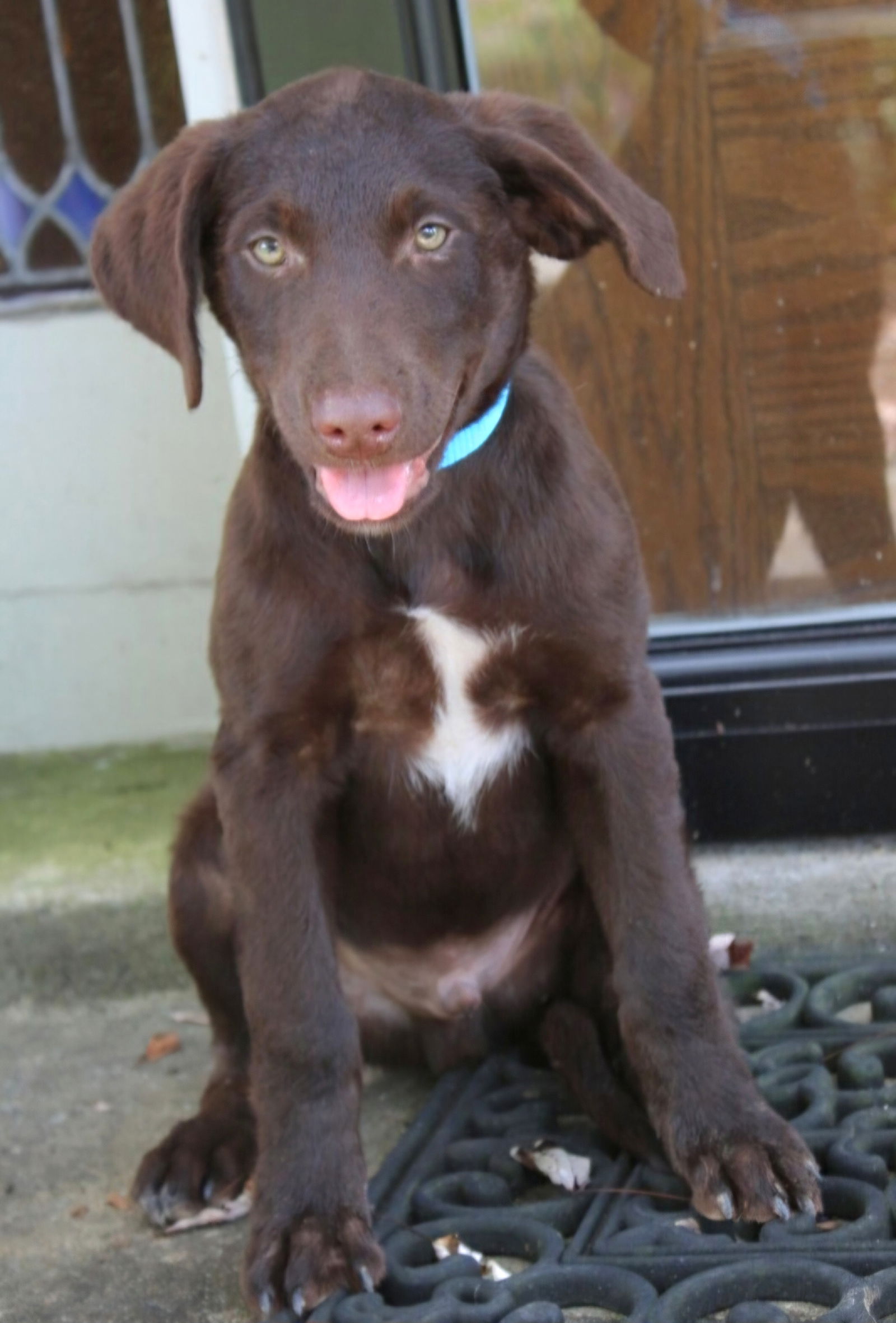 adoptable Dog in Franklin, TN named PUPPY MARSHALL