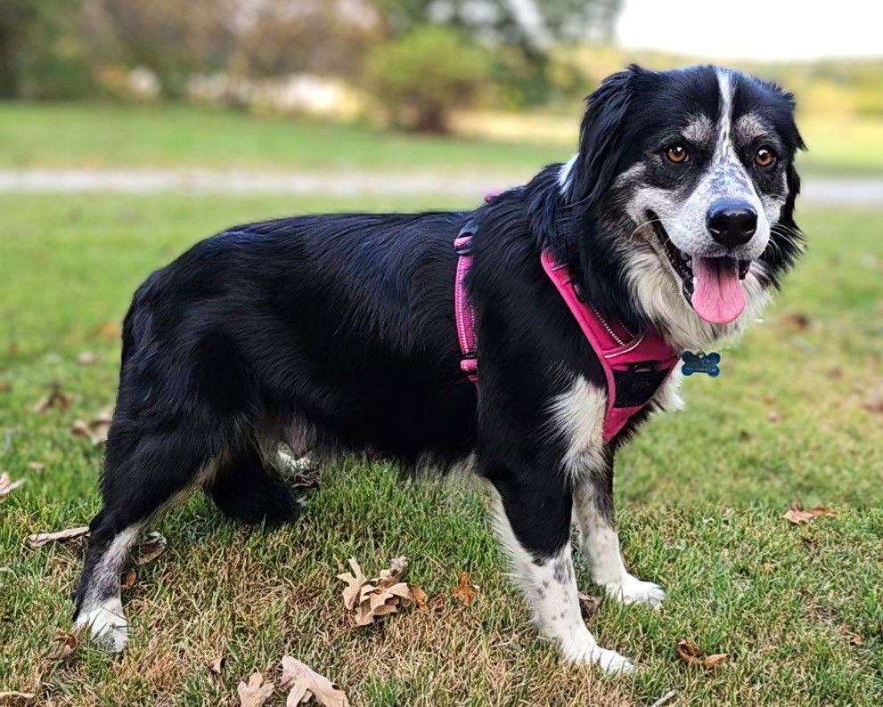 adoptable Dog in Franklin, TN named OREO