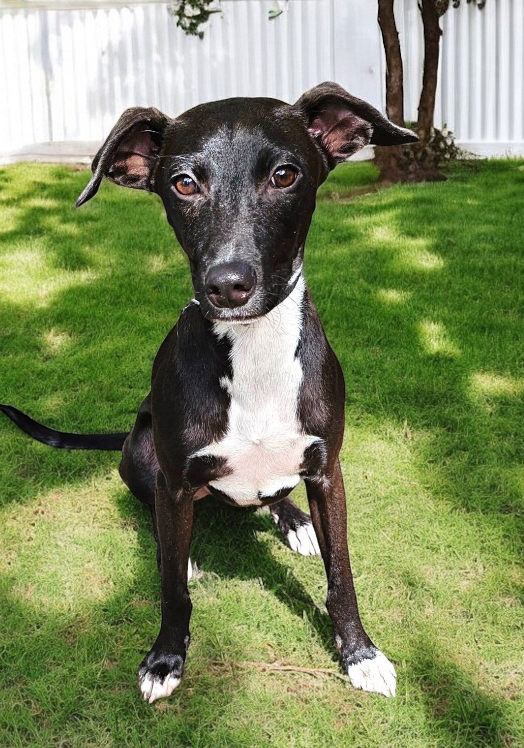 adoptable Dog in Franklin, TN named PUPPY EDDIE