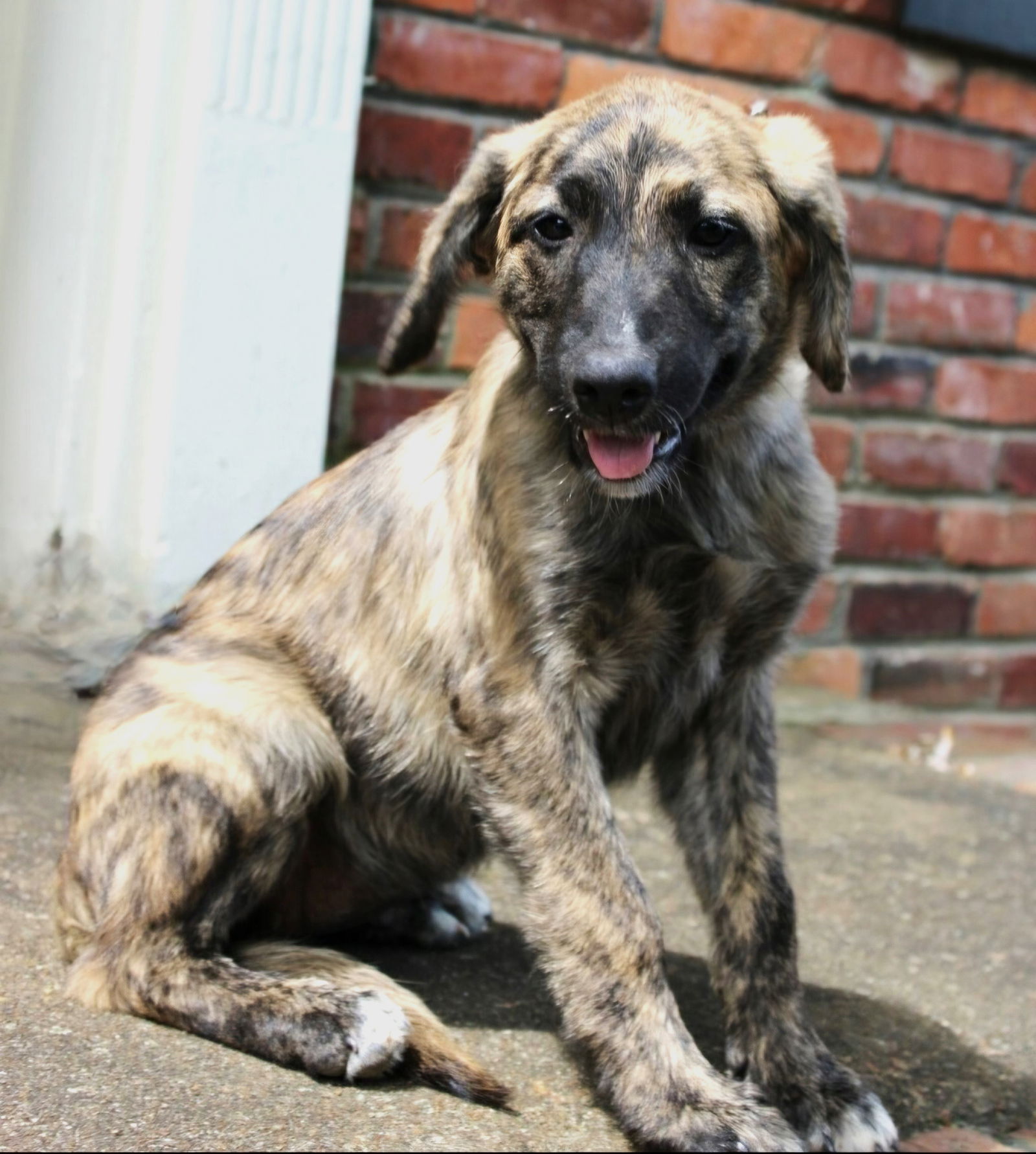 adoptable Dog in Franklin, TN named PUPPY MACEY