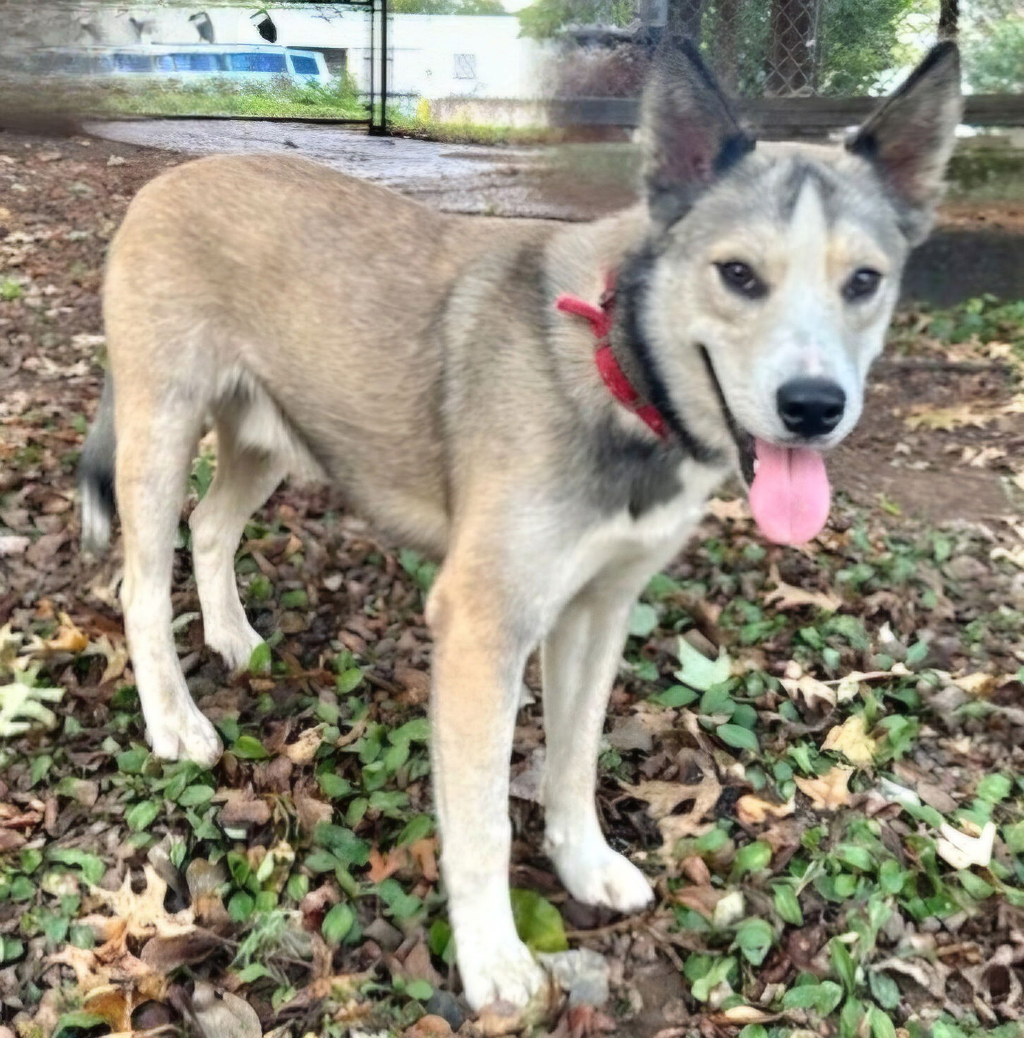 adoptable Dog in Franklin, TN named CUBBY